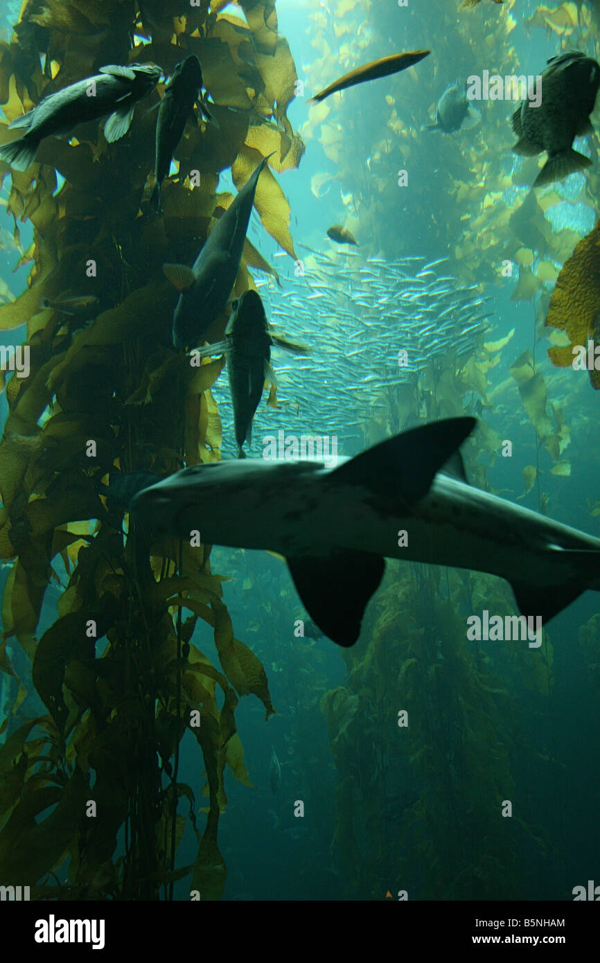 Underwater tank at the aquarium Stock Photo Alamy
