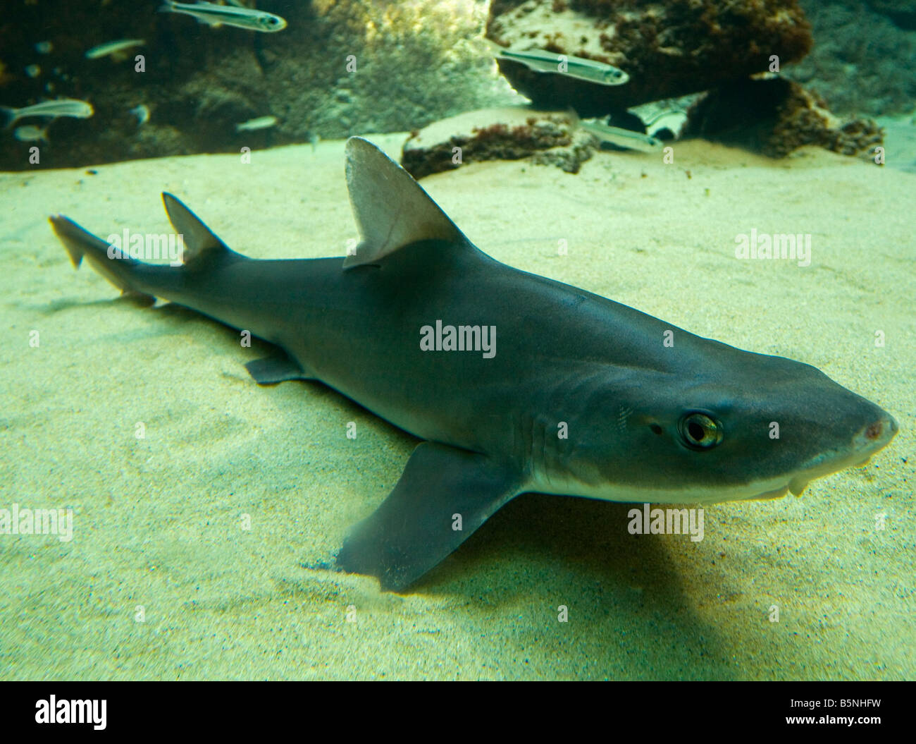 Smooth Hound shark swimming with small fish near the bottom of the sea Stock Photo