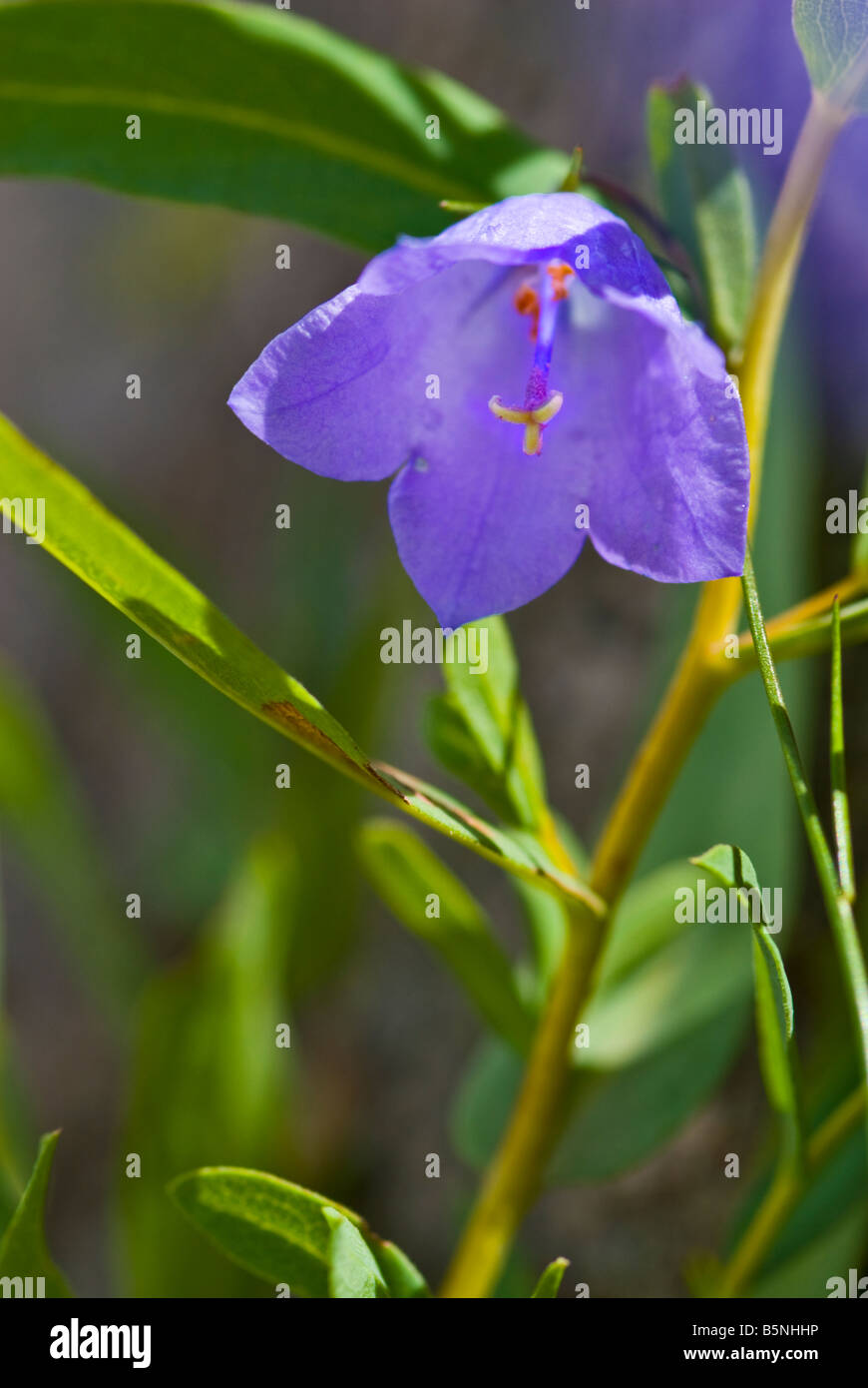 'Parry's harebell' is a purple wildflower found here in the Rocky Mountains of Colorado Stock Photo