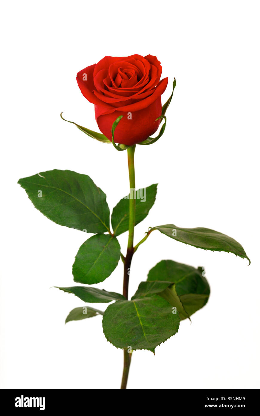 Single red rose on a white background Stock Photo - Alamy