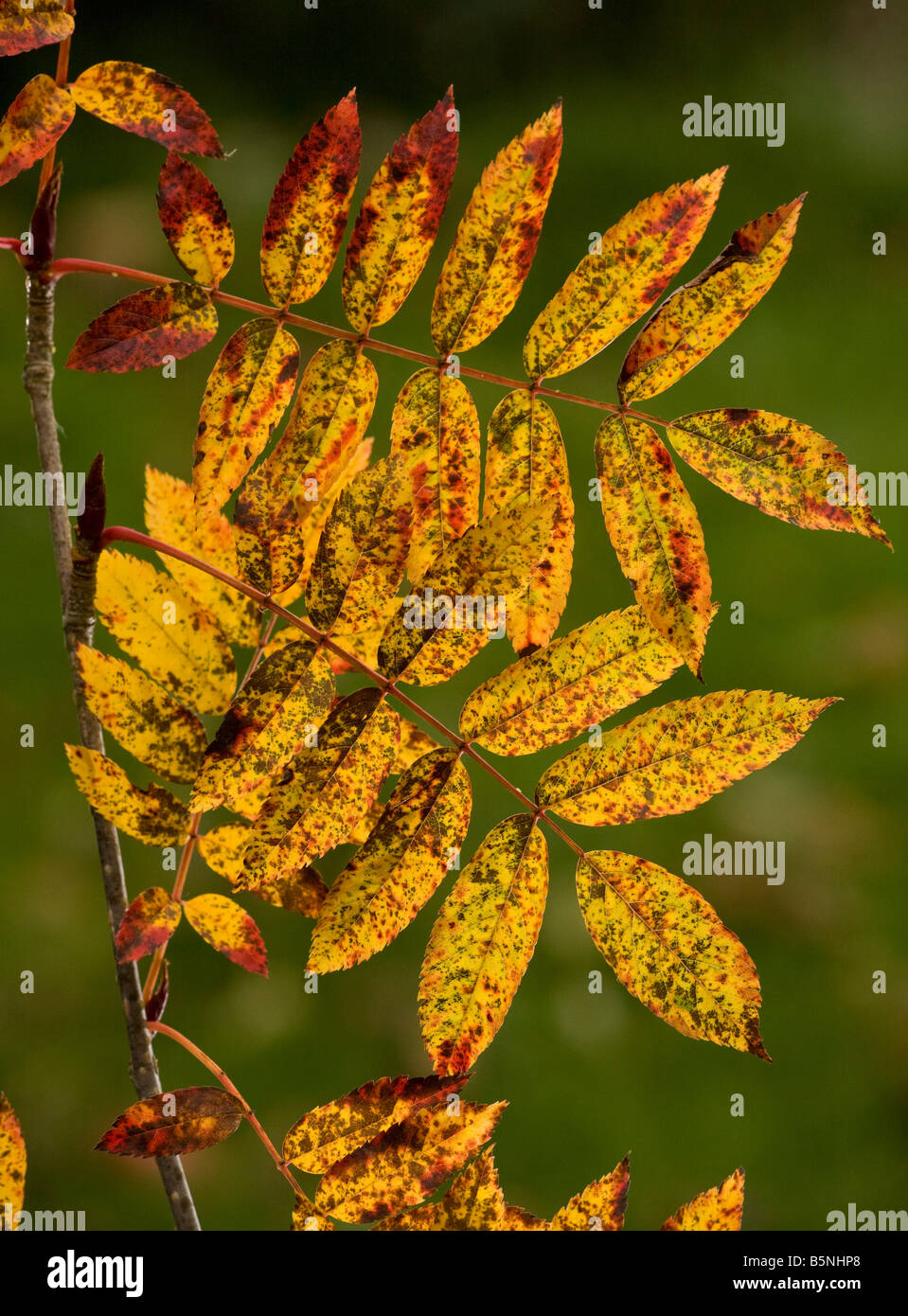 Rowan foliage Sorbus aucuparia in autumn strongly coloured Dorset Stock Photo