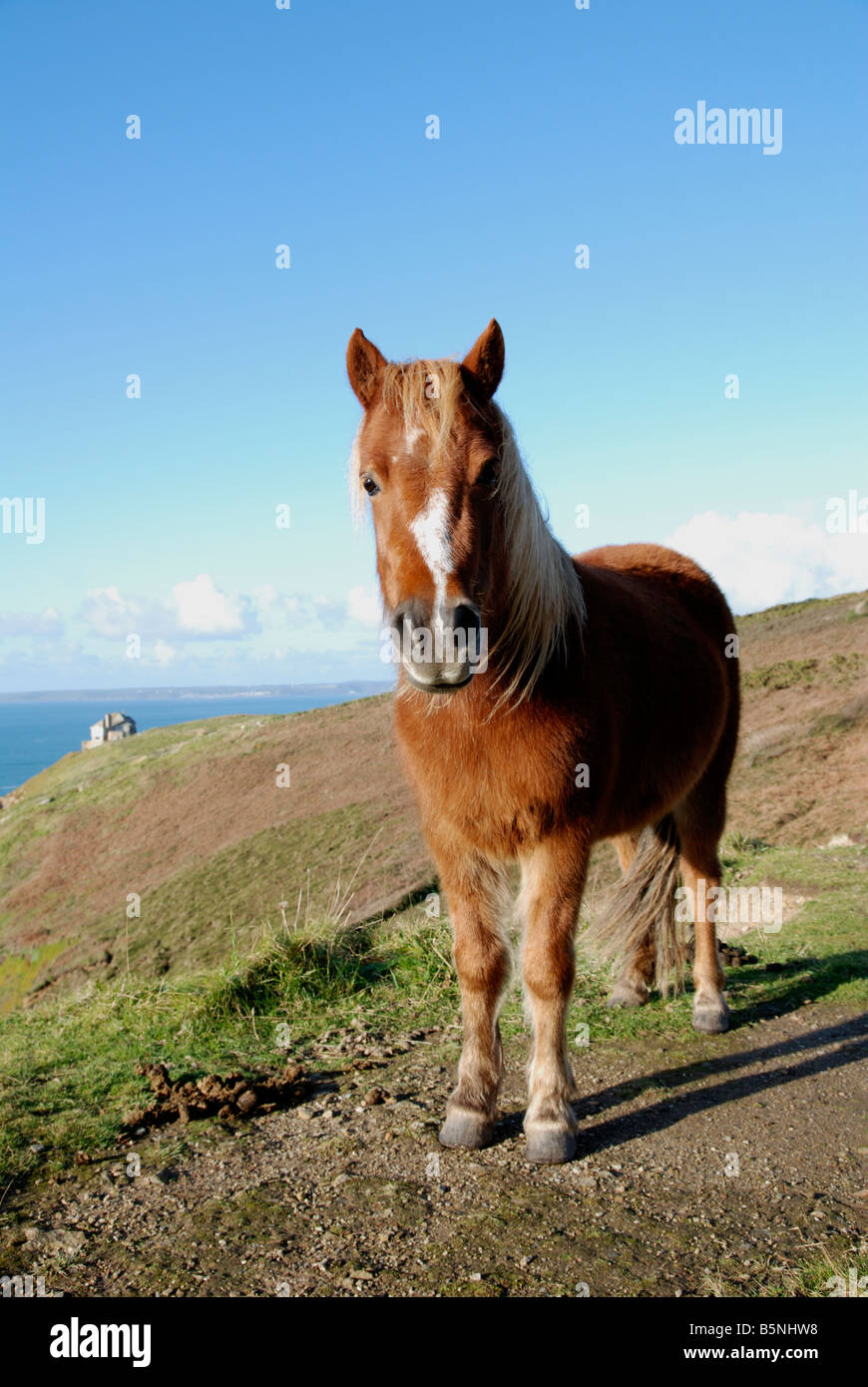 a shetland pony on the coastal cliffs near porthleven in cornwall,uk Stock Photo