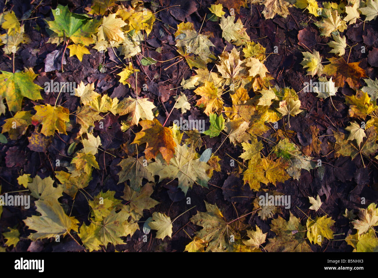 Wet yellow leaves hi-res stock photography and images - Alamy