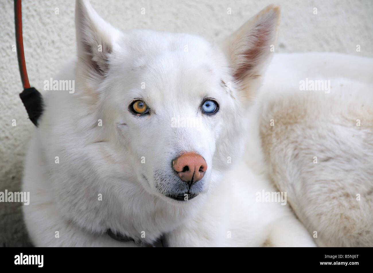 White Siberian Husky Stock Photo 20758944 Alamy