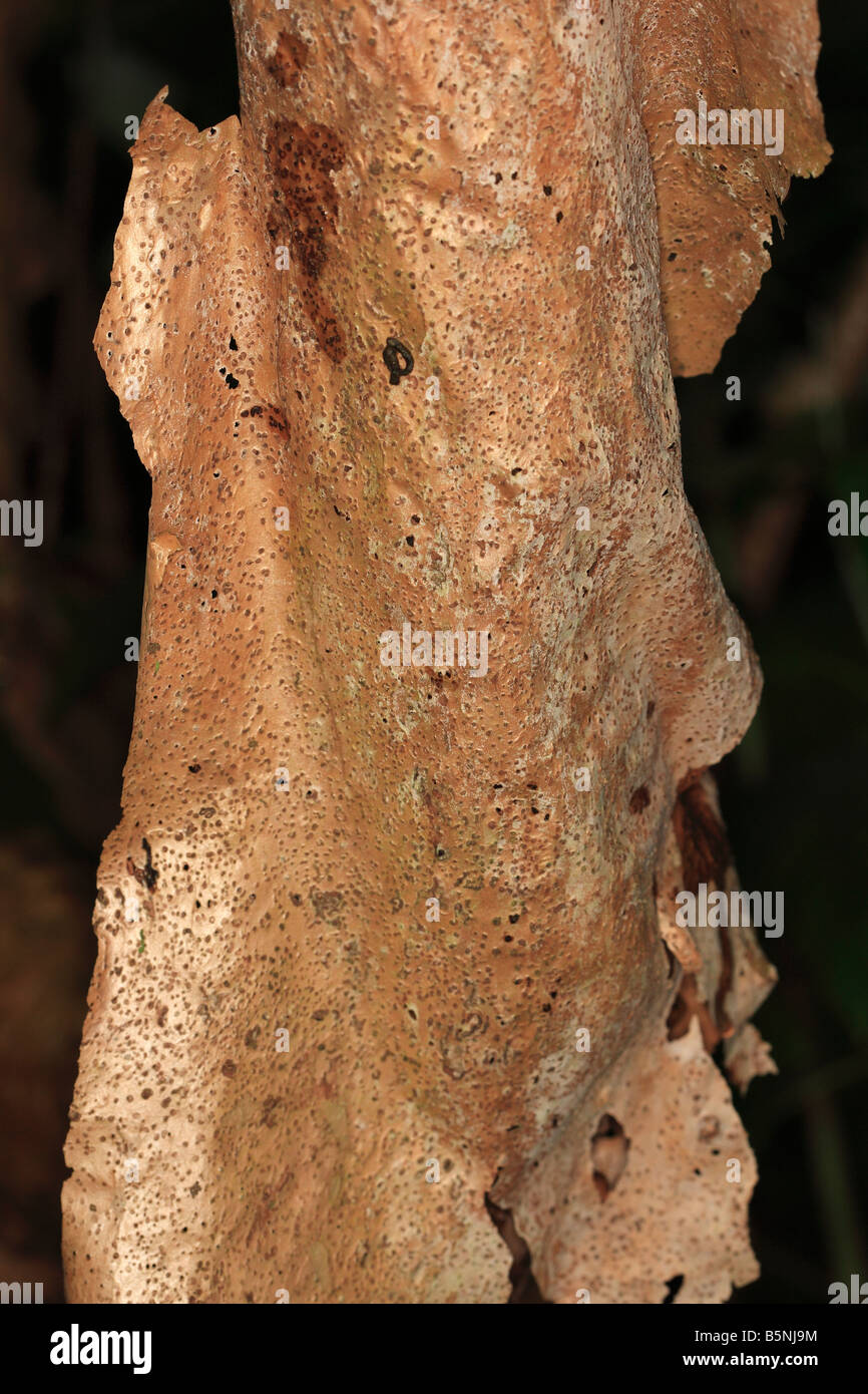 hydrangea aspera CLOSE UP OF BARK ON MATURE TREE Stock Photo