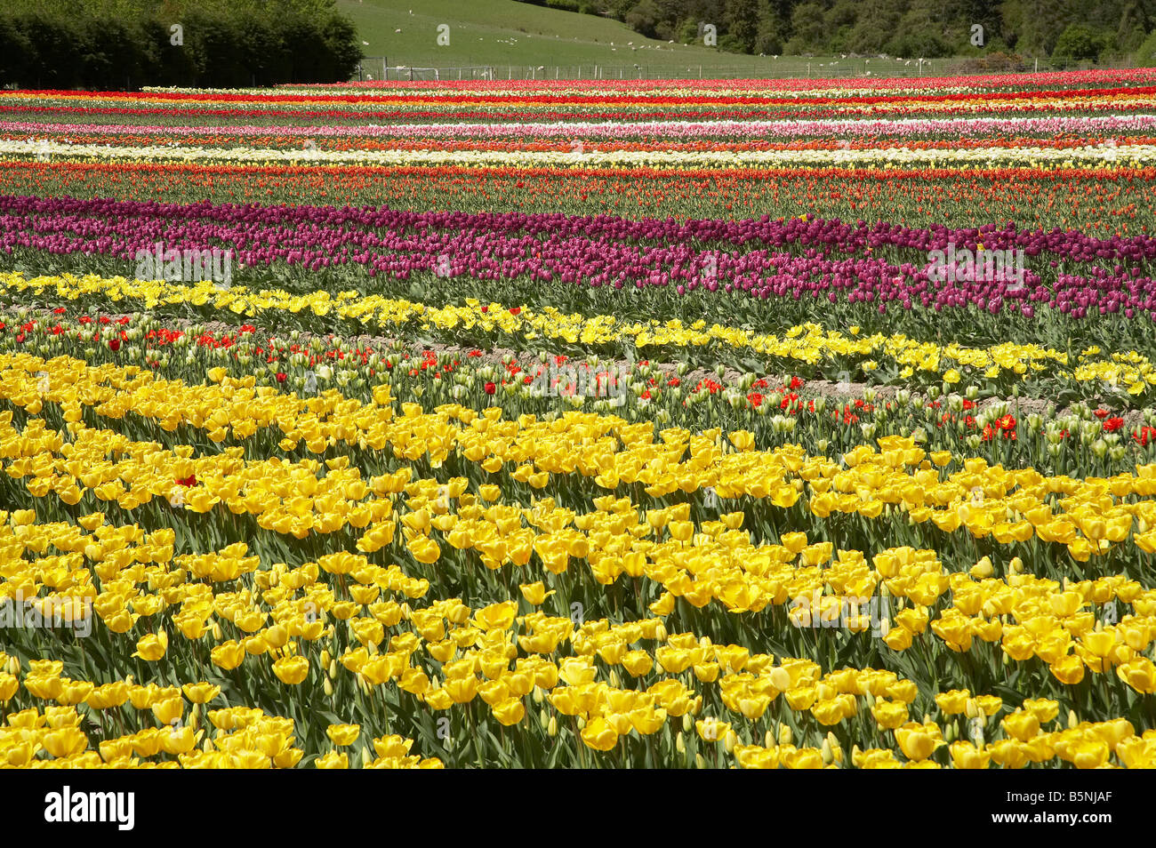 Tulip Fields near Tapanui West Otago South Island New Zealand Stock ...