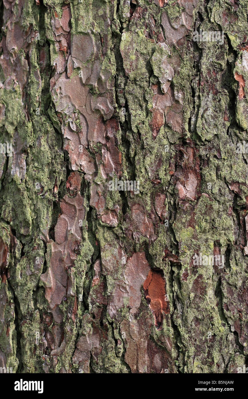 European larch Larix decidua CLOSE UP OF BARK ON MATURE TREE Stock Photo