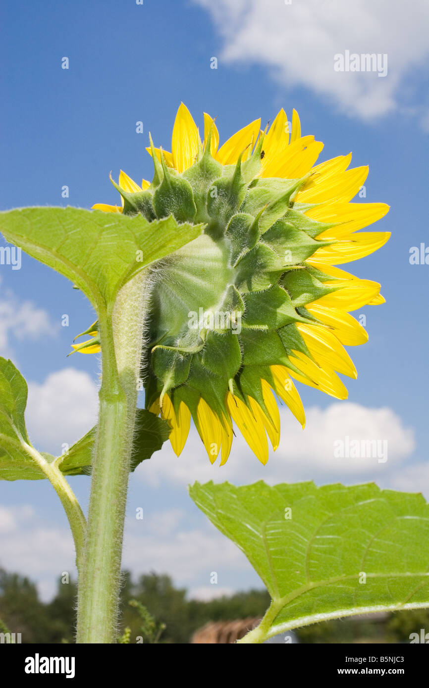 Rear view of a sunflower bloom Helianthus annuus Stock Photo
