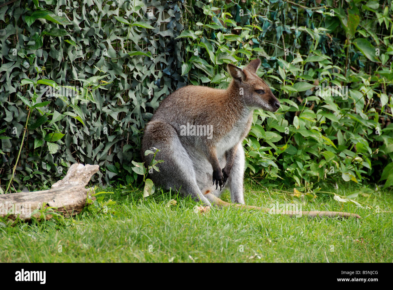A wallaby Macropus agilis leaning against a fence Stock Photo