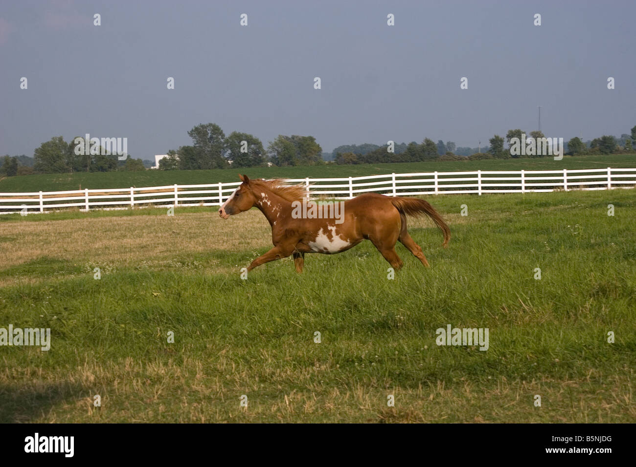 Paint Horse filly galloping across a green pasture Stock Photo