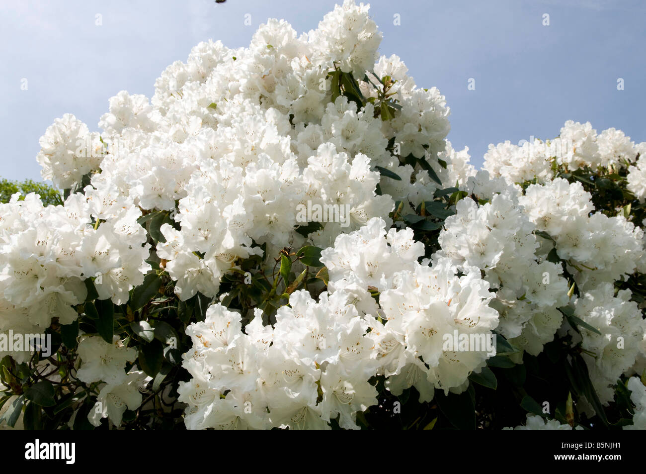 Rhododendron `Polar Bear` Stock Photo - Alamy