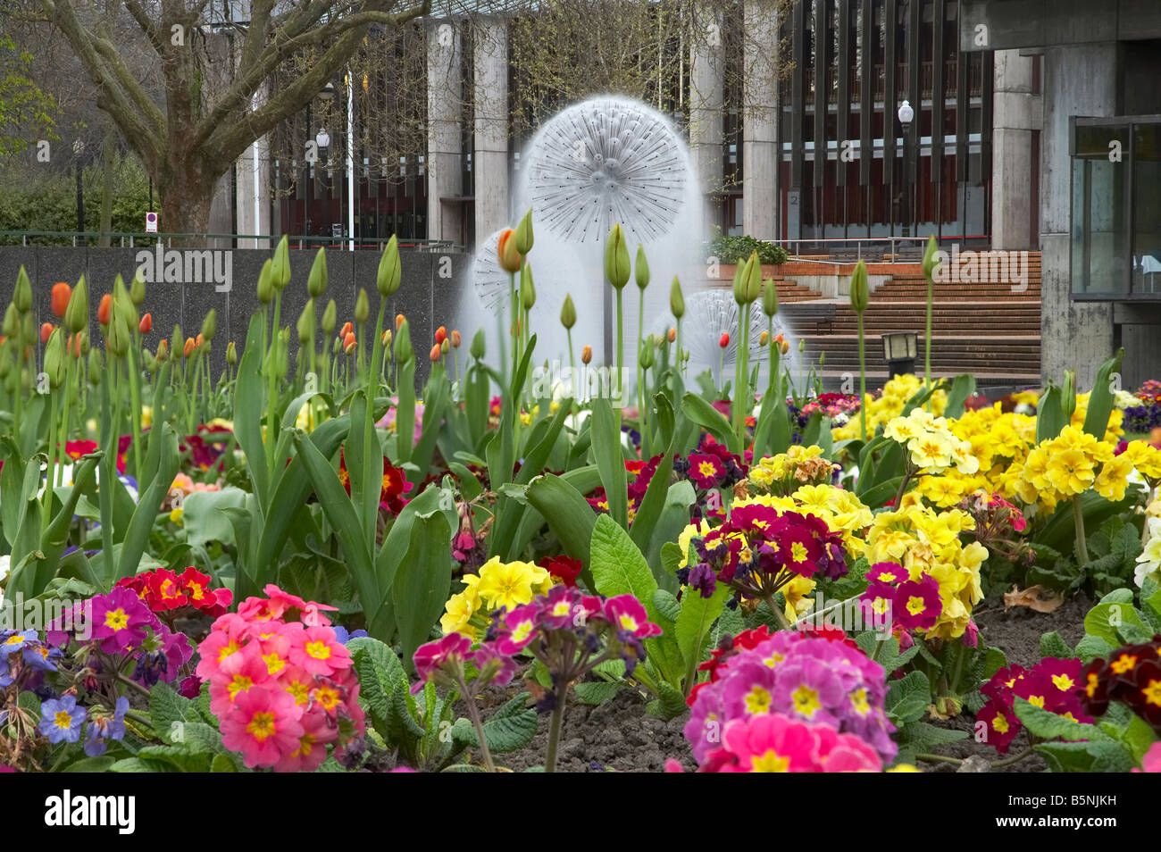 Flowers Victoria Square and Town Hall Fountain Christchurch Canterbury