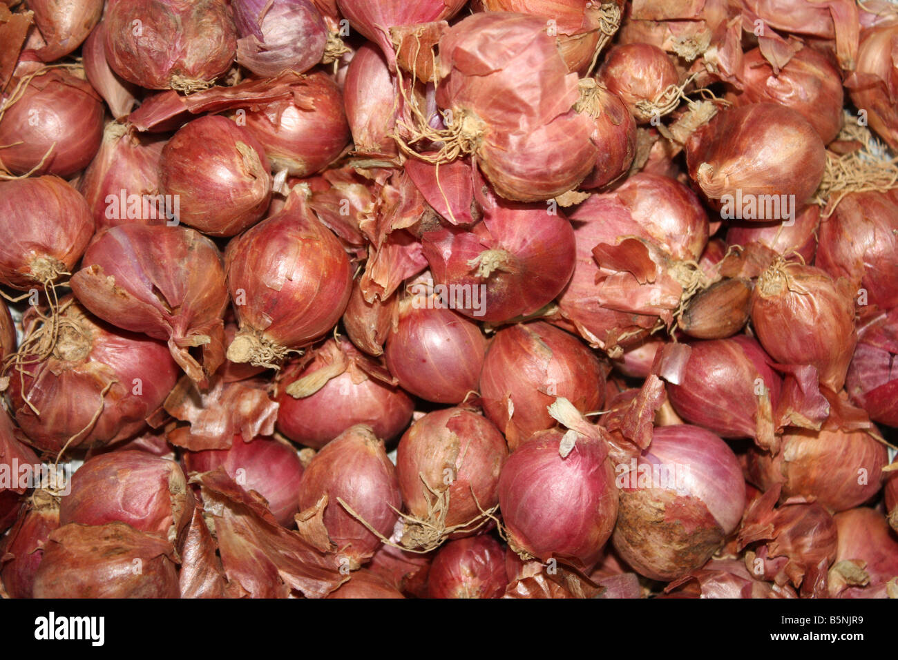 Shallots imagem de stock. Imagem de cebola, meio, naughty - 24677943