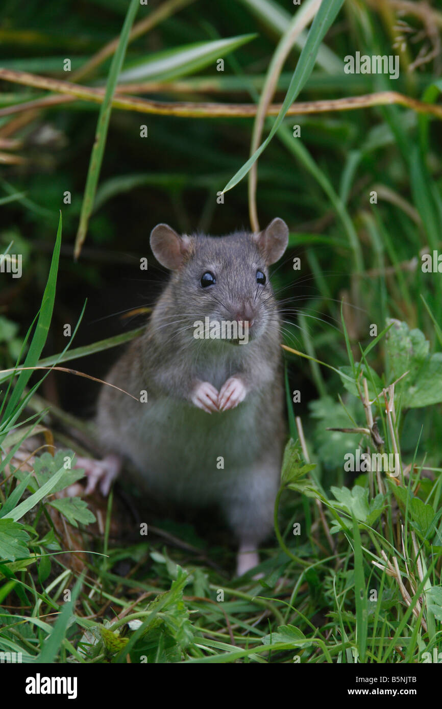BROWN RAT Rattus norvegicus STANDING UP ALERT FRONT VIEW Stock Photo
