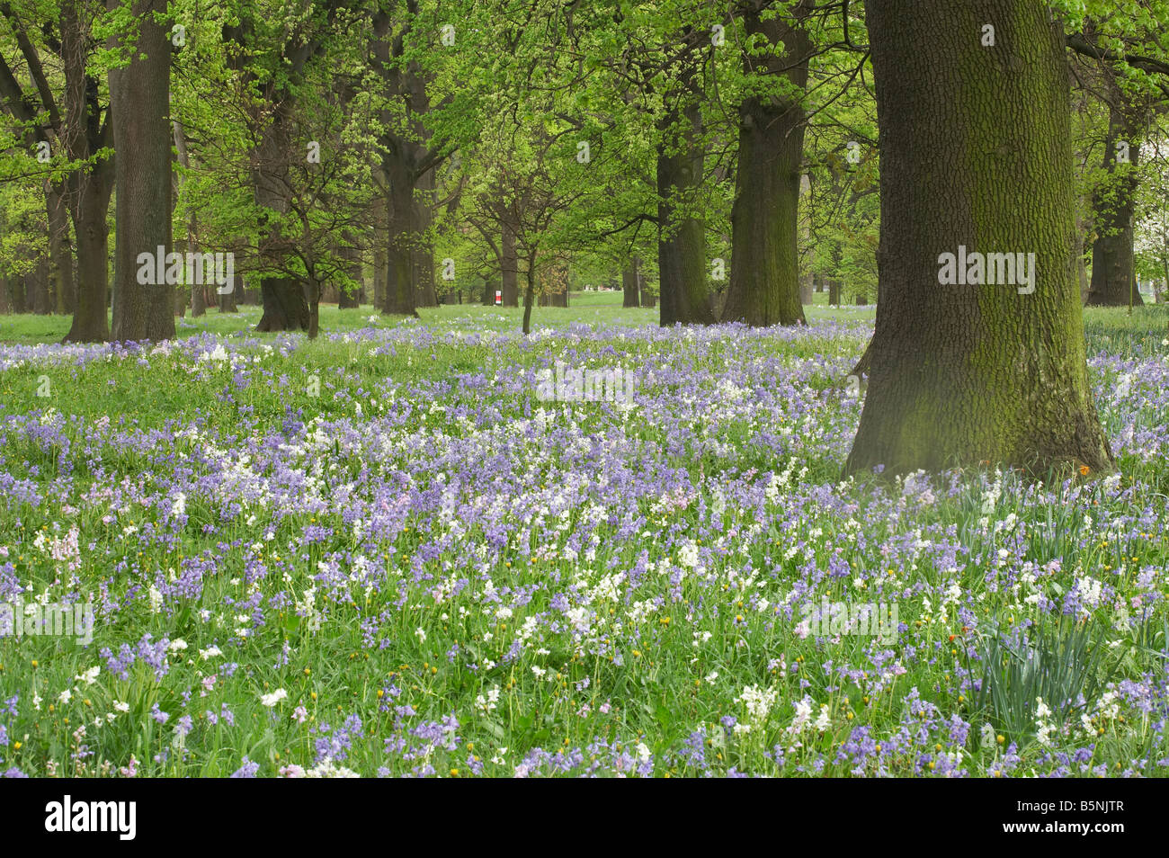 Bluebells and Oak Trees in Spring Little Hagley Park Christchurch