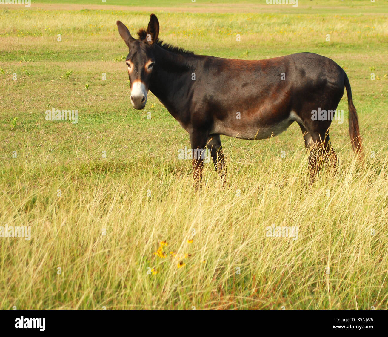 A mule in a field (profile) Stock Photo
