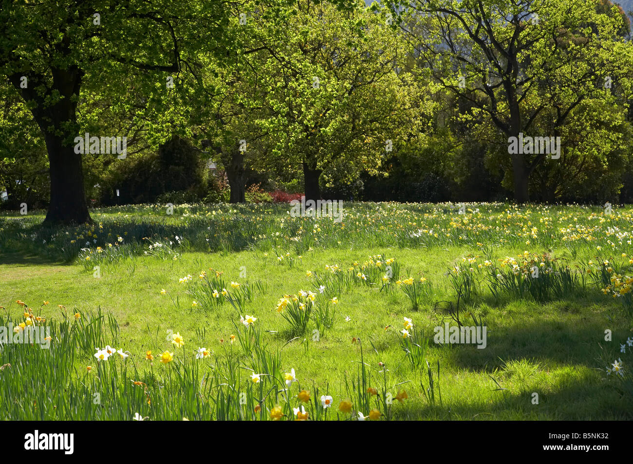 Spring Daffodils and Oak Trees Dunedin Botanic Garden Dunedin Otago