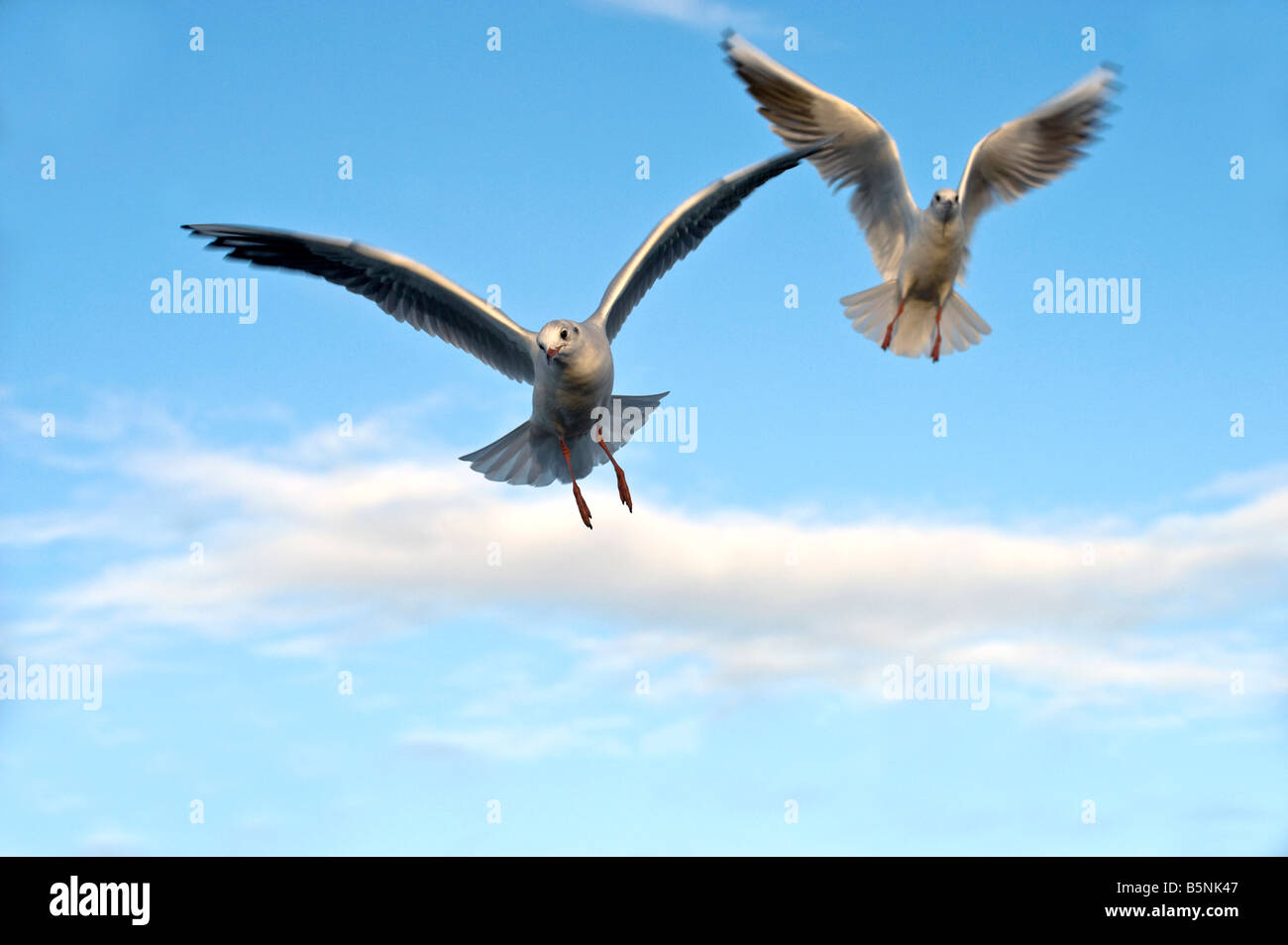 Black-headed Gulls In Flight - Larus ridibundus Stock Photo