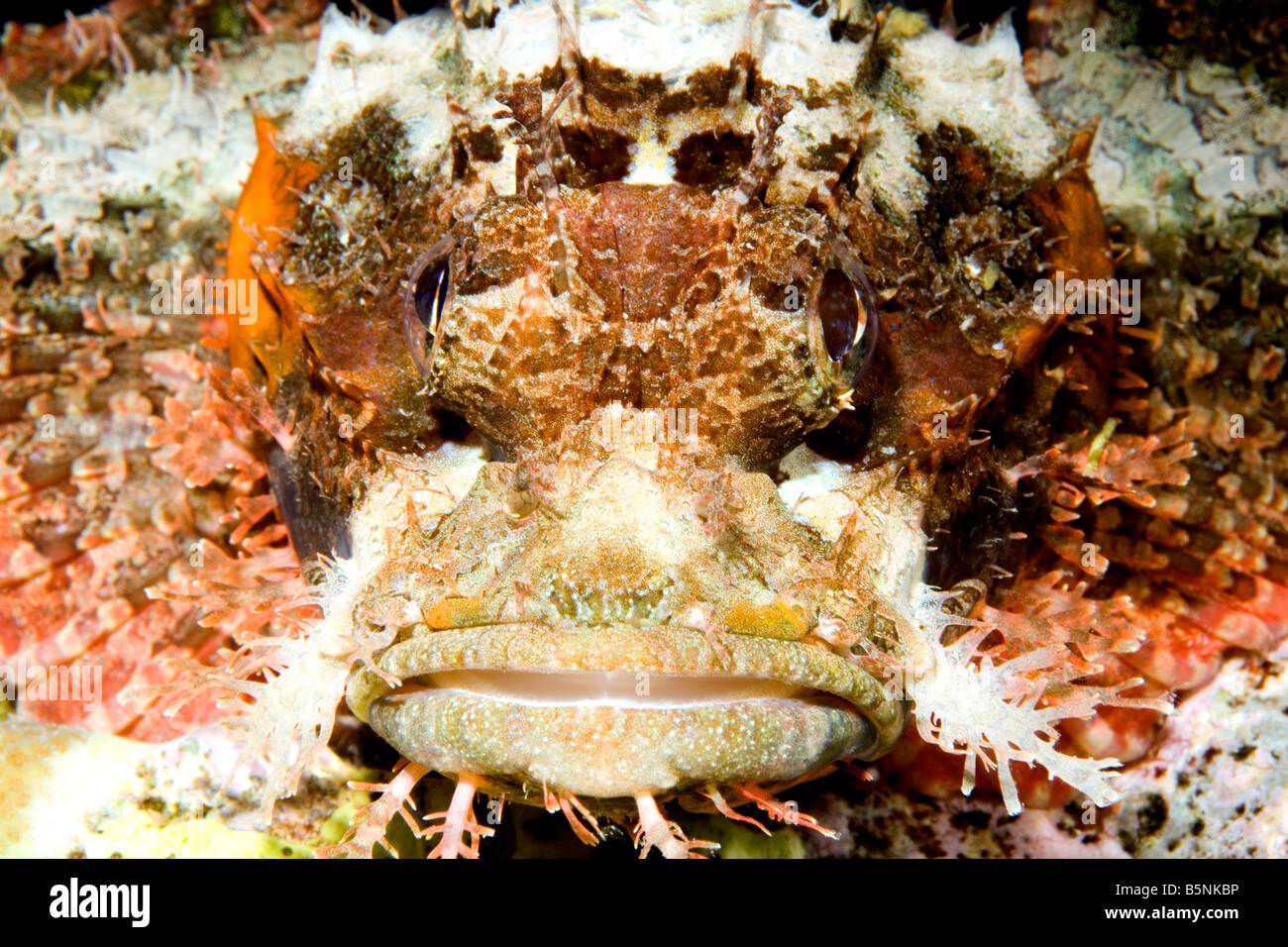 Smallscale Scorpionfish, Scorpaenopsis oxycephala. Also known as Tasselled Scorpionfish. Closeup of face Stock Photo