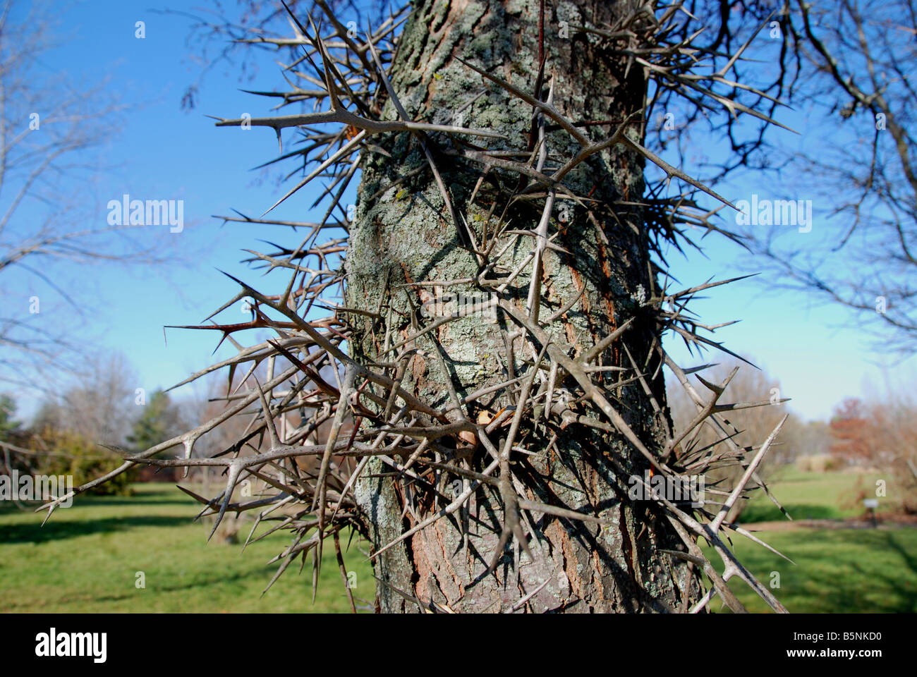 Trunk detail of a thorned honeylocust tree Gleditsia triacanthos Stock Photo