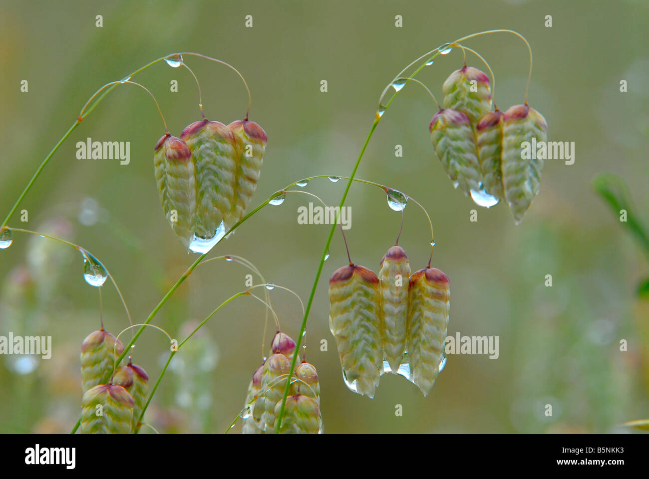 Dew drops on grass seeds in the Western Cape, South Africa. This is springtime, before the dry Mediterranean summers. Stock Photo