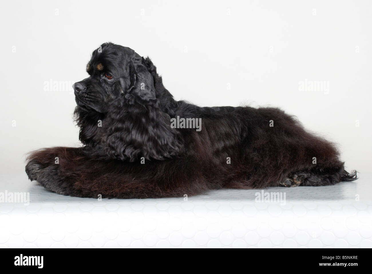 American Cocker Spaniel Stock Photo