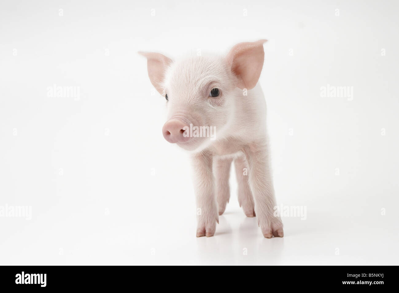 Pink piglet Stock Photo