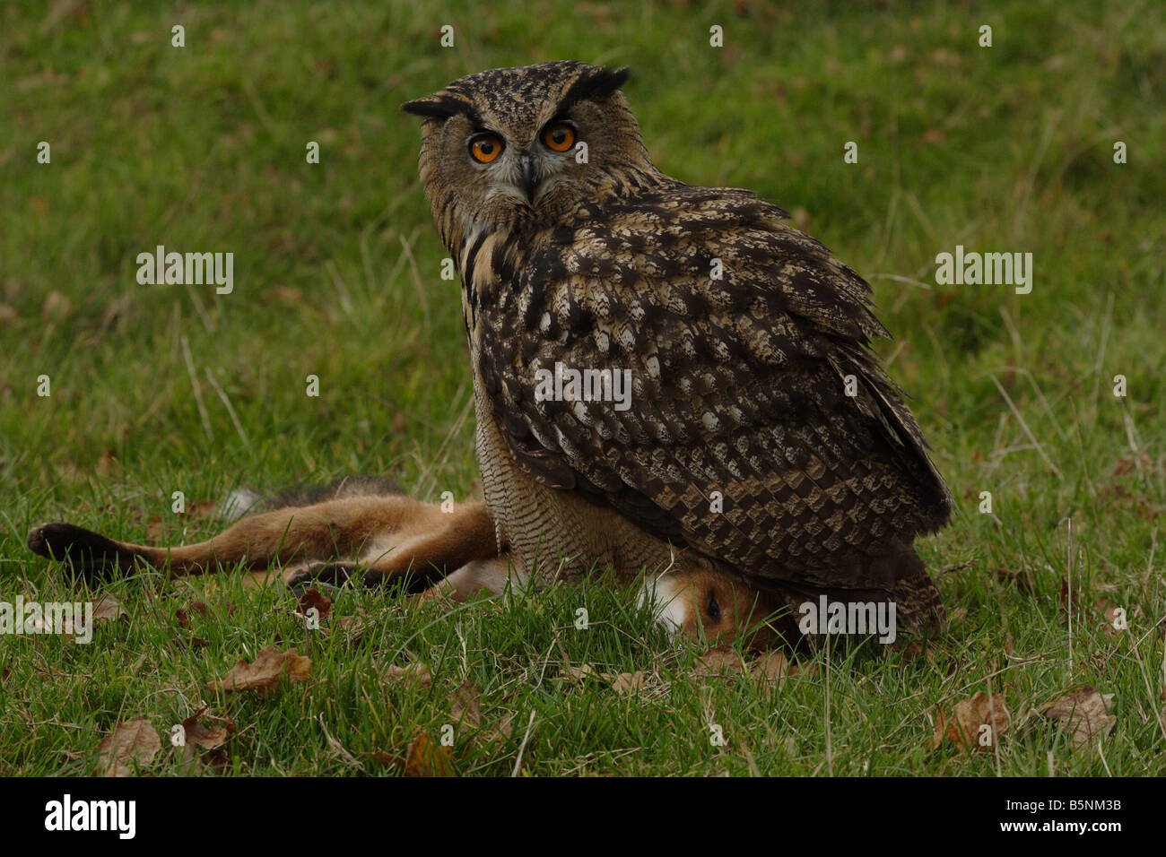 Eagle Owl with Fox Stock Photo - Alamy