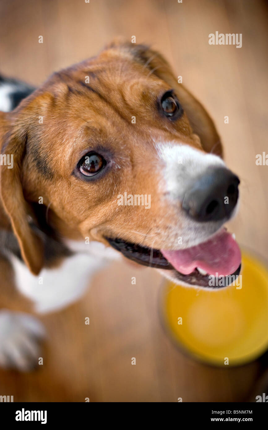 A young beagle dog eagerly awaits his food while standing over his dish shallow depth of field Stock Photo