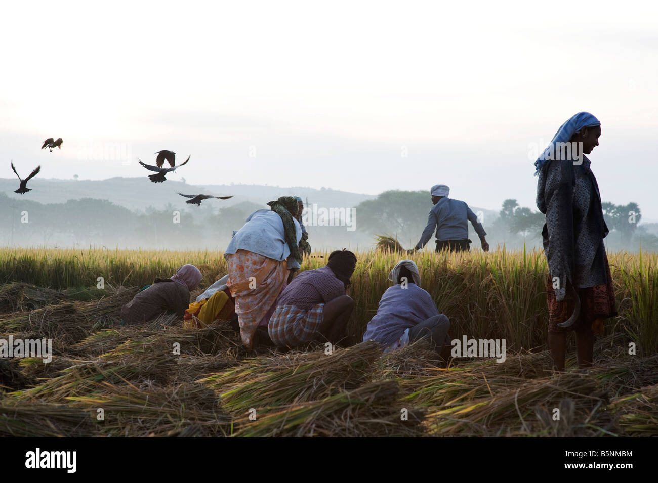 Harvesting rice in the early morning Indian countryside. Puttaparthi ...