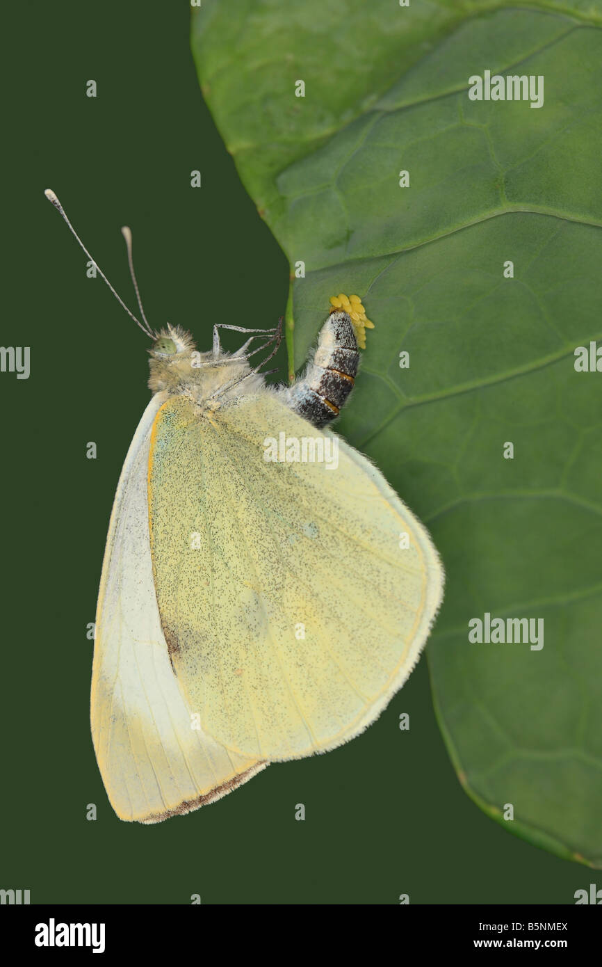 Cabbage white laying eggs hires stock photography and images Alamy