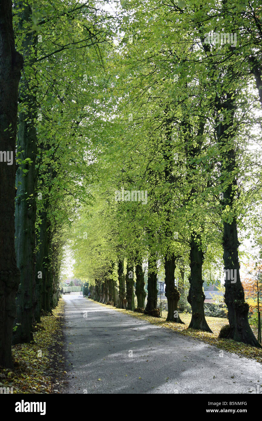 An avenue of Lime (Tilia) trees on the Wedgwood Estate, Barlaston