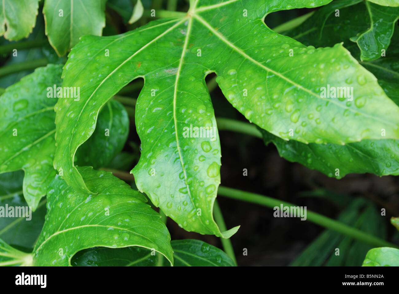 Leaves of false castor oil plant covered in raindrops Stock Photo