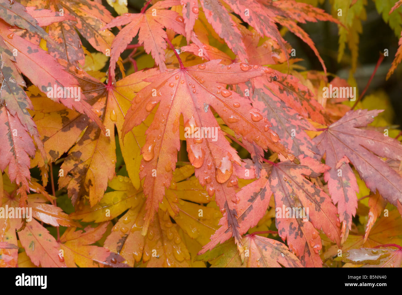 Acer japanese maple hi-res stock photography and images - Alamy