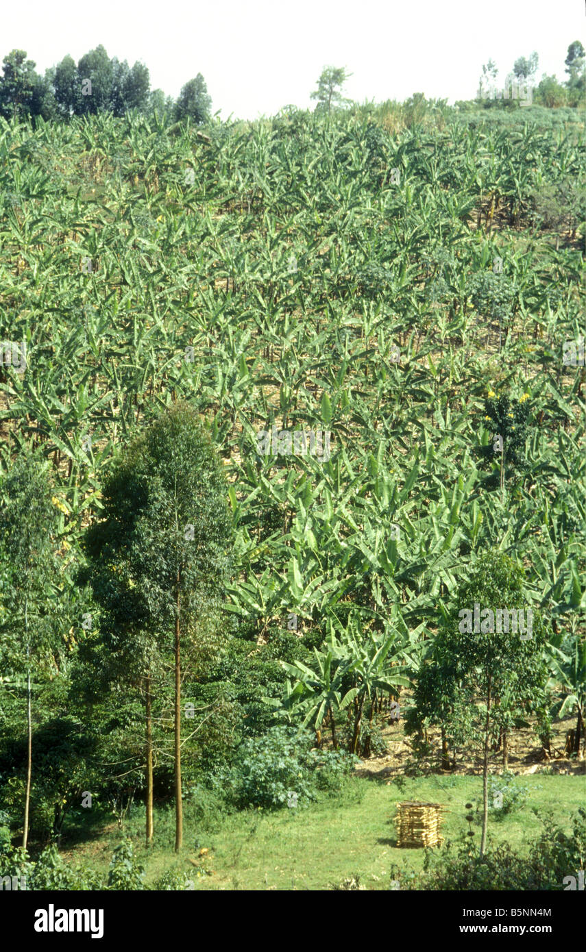 Banana plantation Uganda This forest like plantation of densely planted