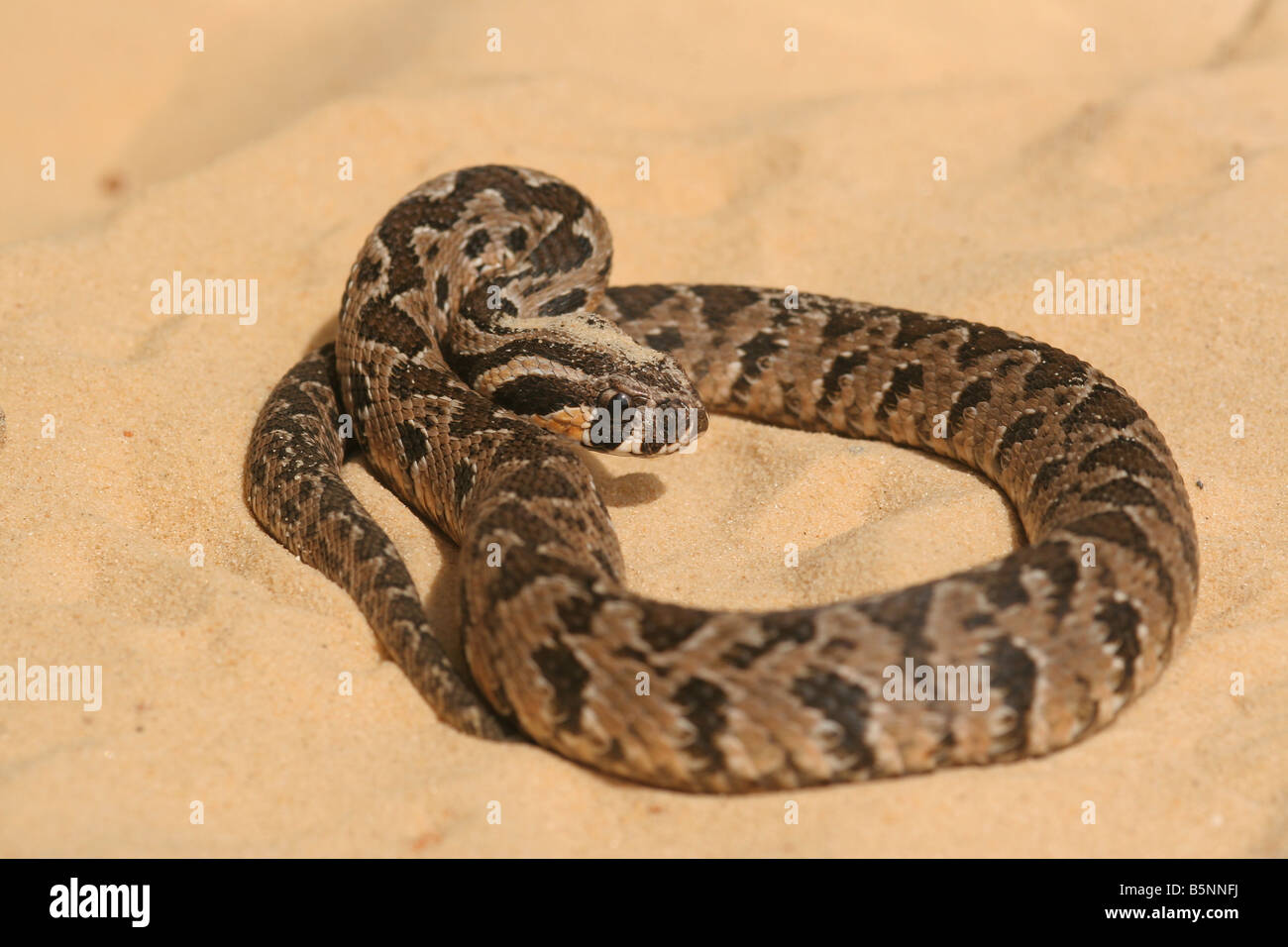 Israel Vipera palaestinae is a venomous viper species found in Syria