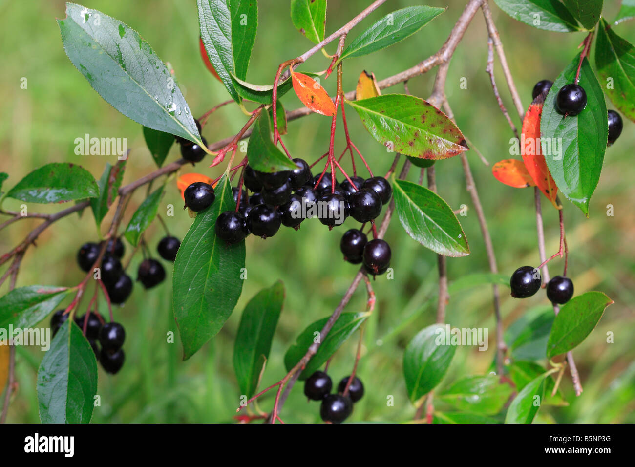 CHOKEBERRY Aronia prunifolia SHRUB WITH RIPE BERRIES Stock Photo