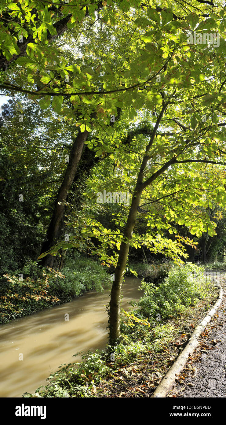 The banks of a river with bushes and trees Stock Photo - Alamy