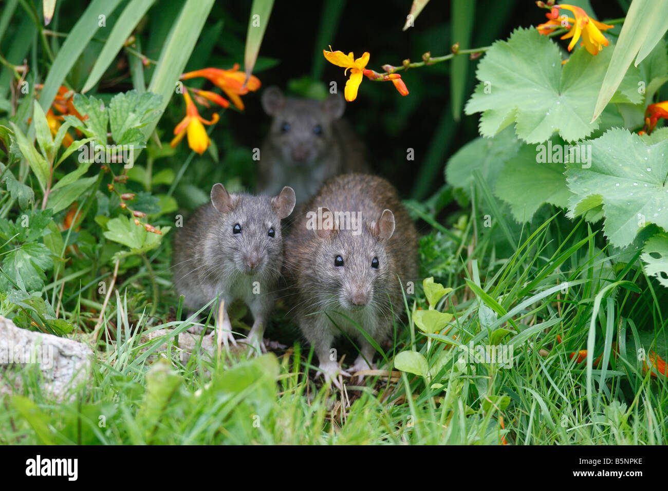 BROWN RAT Rattus norvegicus COMING OUT OF FLOWER BORDER FRONT VIEW Stock Photo