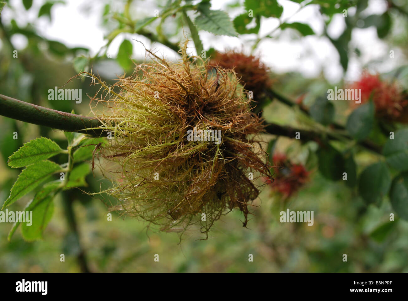 Robin's Pincushion gall on Dog Rose caused by wasp Diplolepis rosae