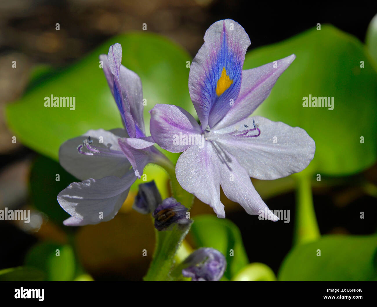 Common Water Hyacinth, (Eichhornia crassipes) Stock Photo