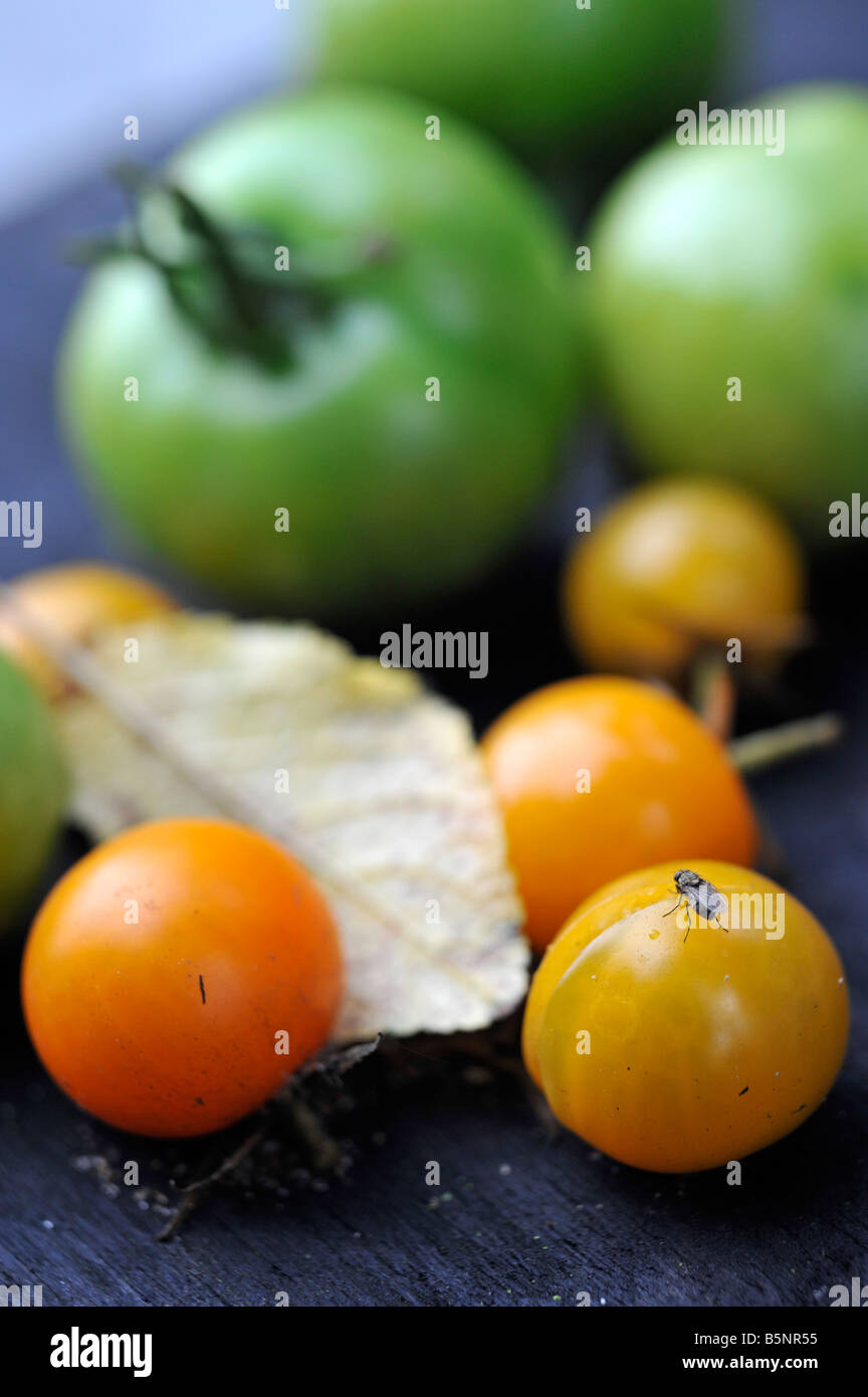 tomatoes with fly feeding on split yellow golden sunrise one Stock Photo