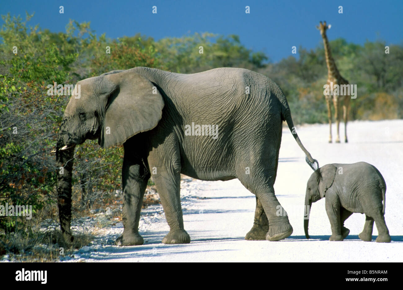 A mother and baby elephant (loxodonta africana) crossing the road watched by a giraffe (giraffa camelopardalis). Stock Photo