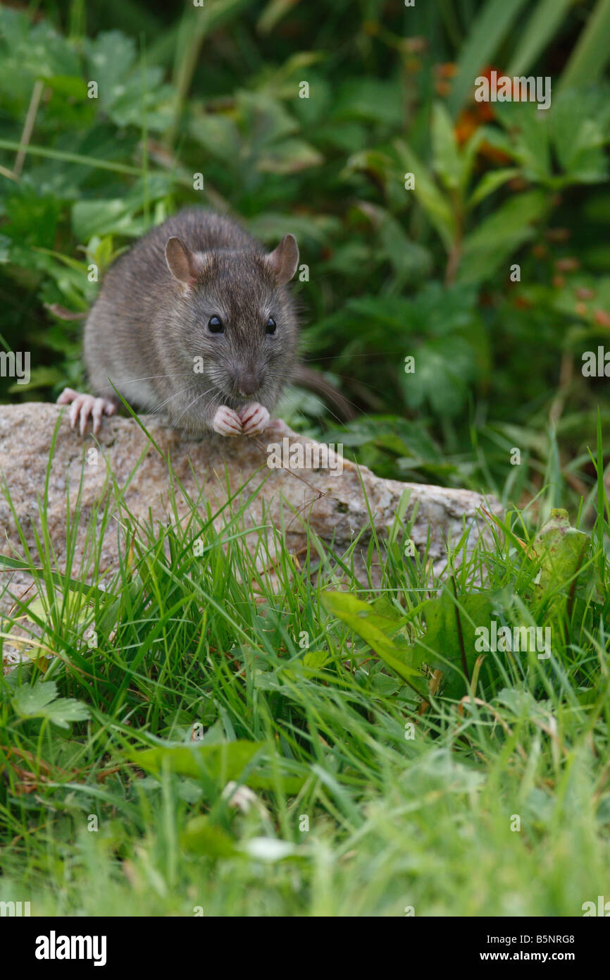 BROWN RAT Rattus norvegicus EATING SEED FRONT VIEW Stock Photo Alamy