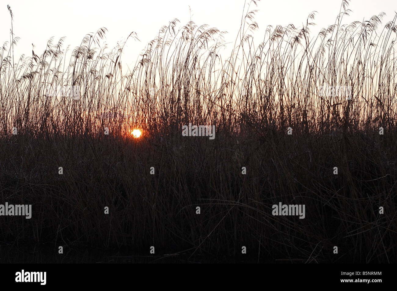 Sunset Reeds Fucecchio marsh hi-res stock photography and images - Alamy
