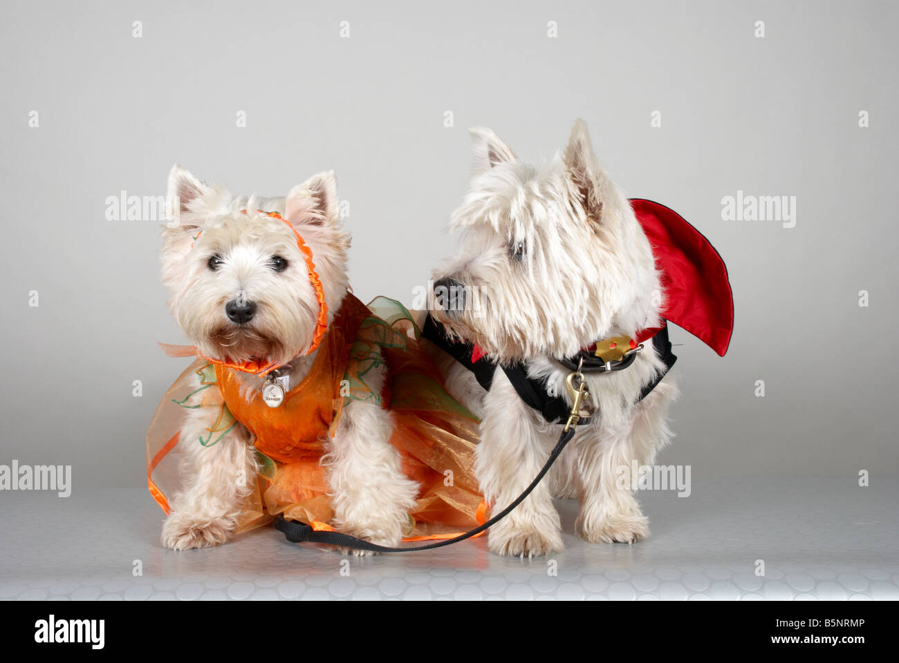 West Highland Terriers dressed up for a Halloween dog show Stock Photo