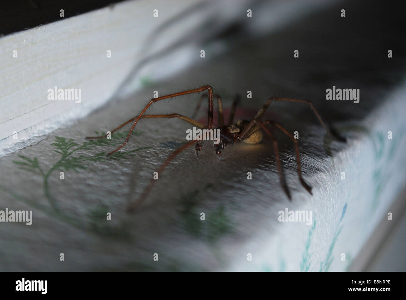 Giant House Spider throwing shadow Stock Photo