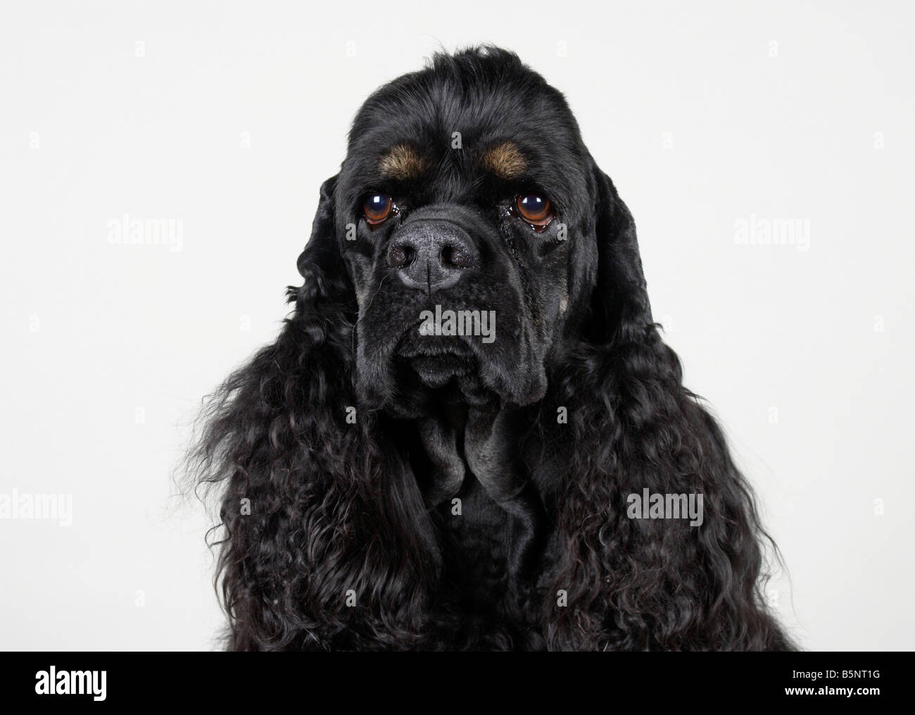 American Cocker Spaniel Stock Photo