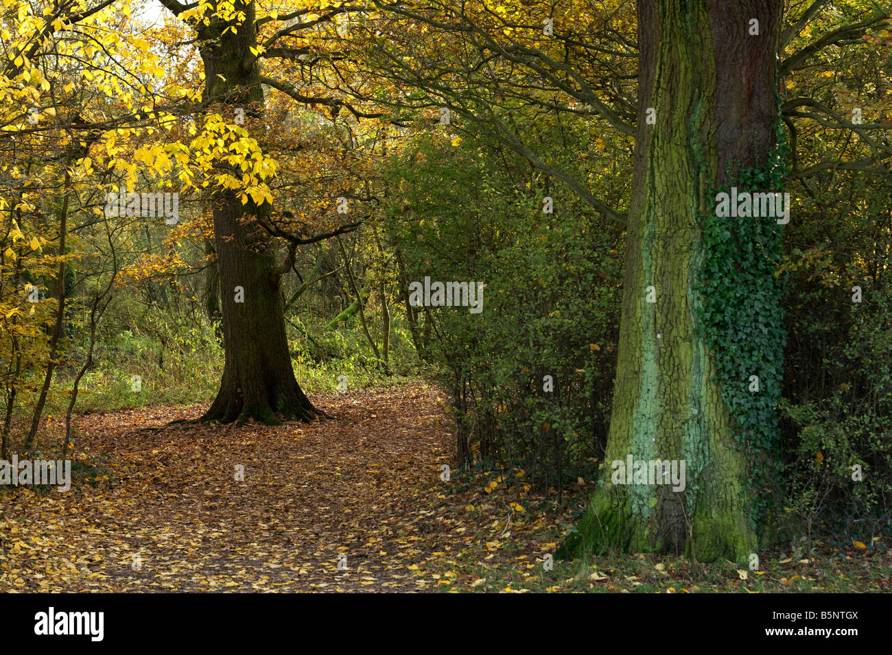 Autumn in Aldenham Country Park, Elstree, Hertfordshire, England, UK. Stock Photo