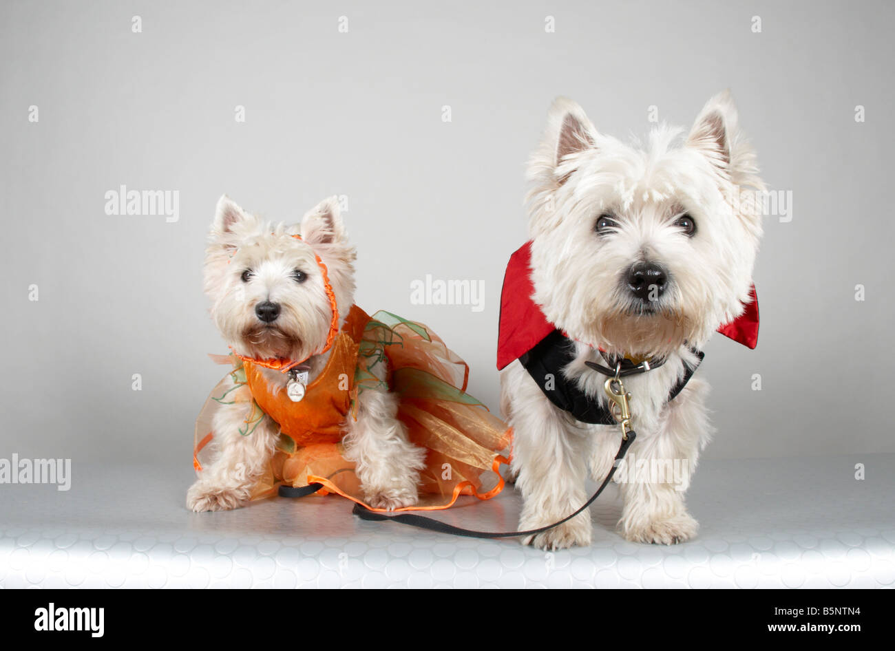 West Highland Terriers dressed up for a Halloween dog show Stock Photo